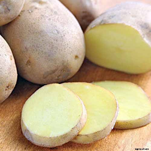 11 of the Best Potato Varieties to Grow at Home