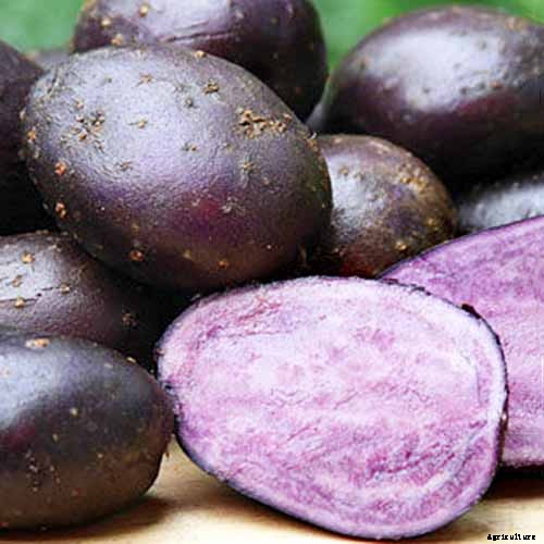 11 of the Best Potato Varieties to Grow at Home