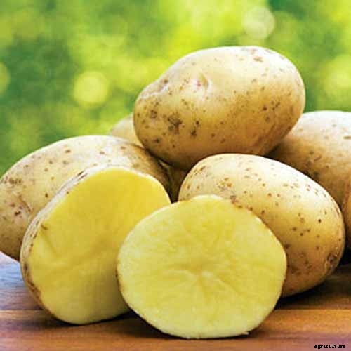11 of the Best Potato Varieties to Grow at Home