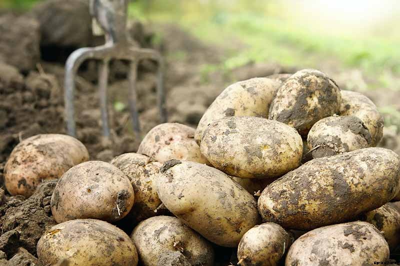 11 of the Best Potato Varieties to Grow at Home