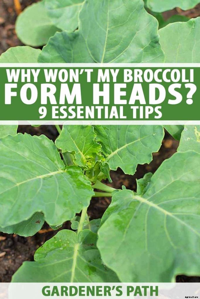 Why Won’t My Broccoli Form Heads? 9 Essentials for Optimal Broccoli Head Formation