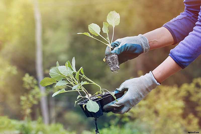 Why Won’t My Broccoli Form Heads? 9 Essentials for Optimal Broccoli Head Formation