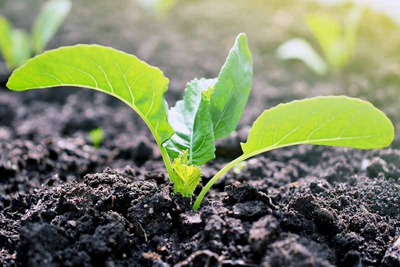 Why Won’t My Broccoli Form Heads? 9 Essentials for Optimal Broccoli Head Formation