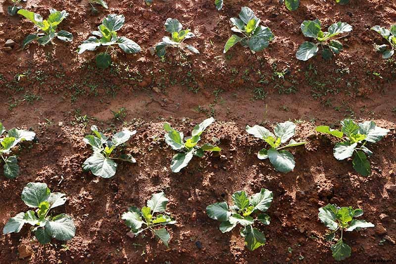 Why Won’t My Broccoli Form Heads? 9 Essentials for Optimal Broccoli Head Formation