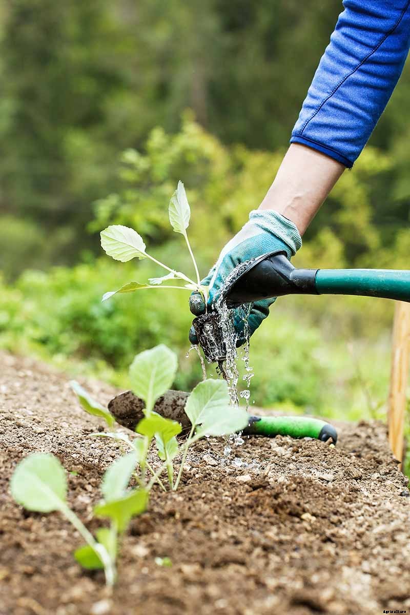 Why Won’t My Broccoli Form Heads? 9 Essentials for Optimal Broccoli Head Formation