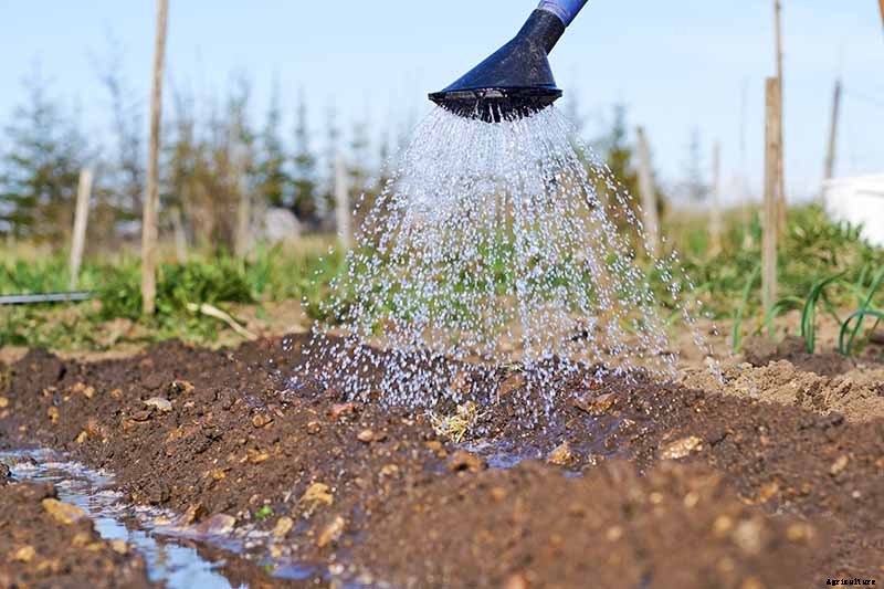 Why Won’t My Broccoli Form Heads? 9 Essentials for Optimal Broccoli Head Formation