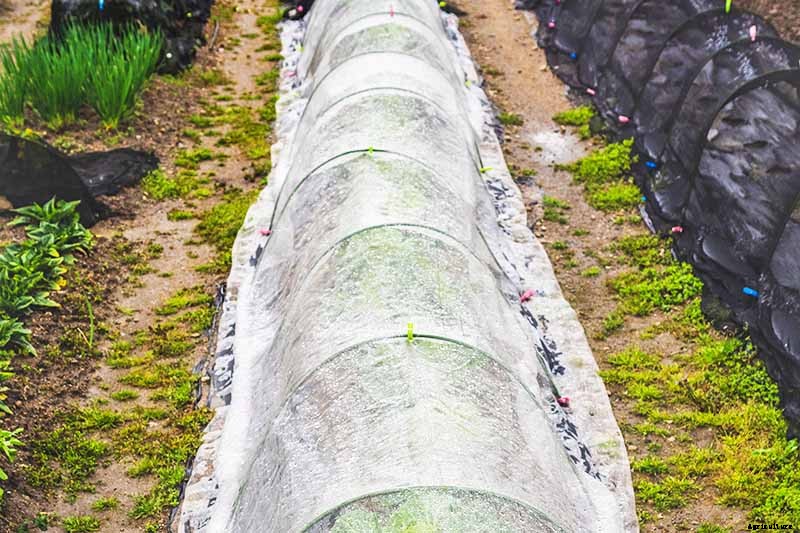 Why Won’t My Broccoli Form Heads? 9 Essentials for Optimal Broccoli Head Formation