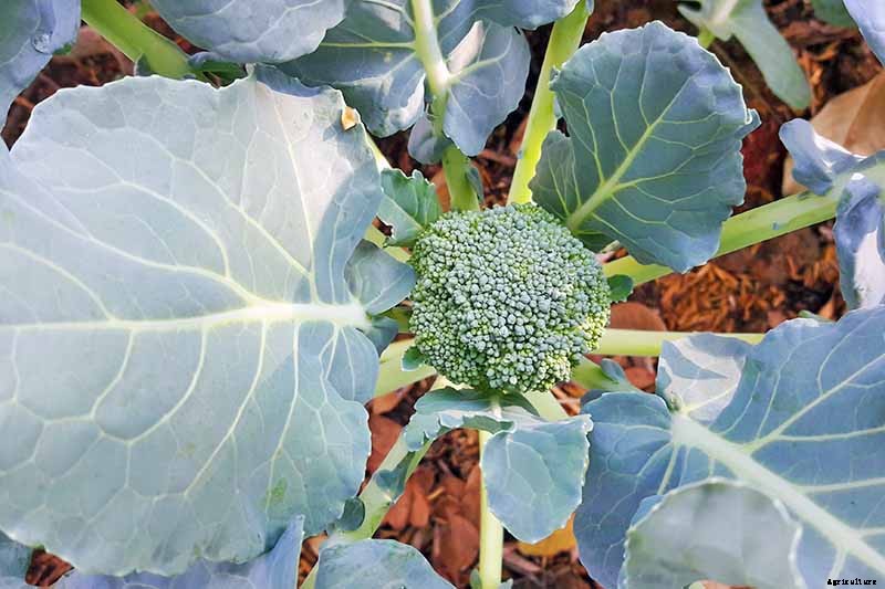 Why Won’t My Broccoli Form Heads? 9 Essentials for Optimal Broccoli Head Formation