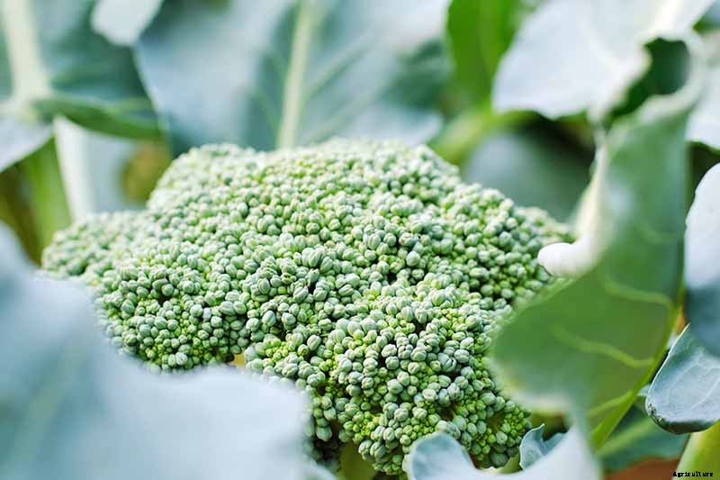 Why Won’t My Broccoli Form Heads? 9 Essentials for Optimal Broccoli Head Formation