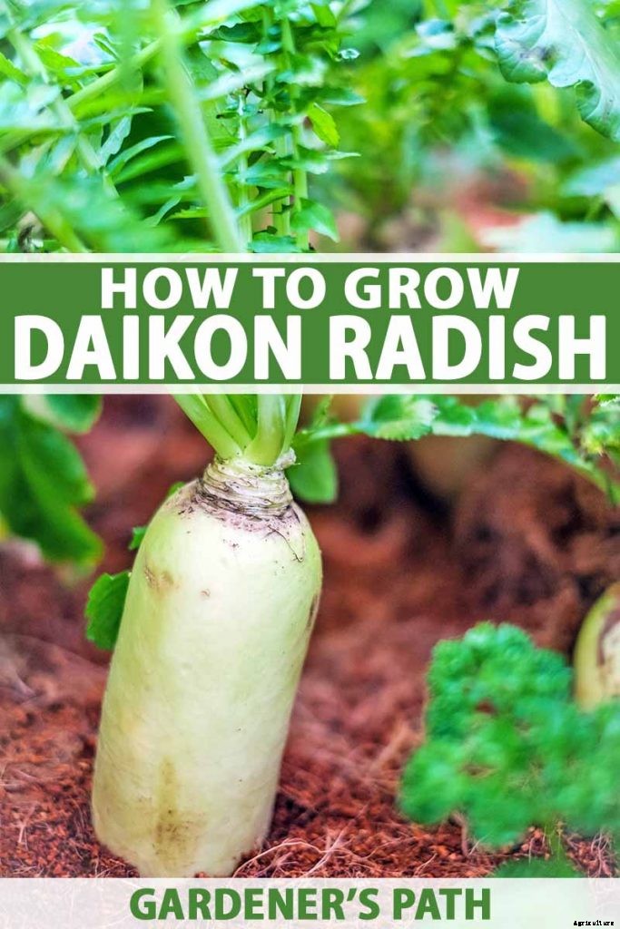 How to Plant and Grow Daikon: Add Some Zing to Your Garden