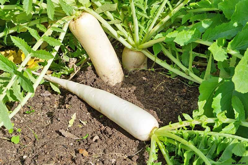 How to Plant and Grow Daikon: Add Some Zing to Your Garden