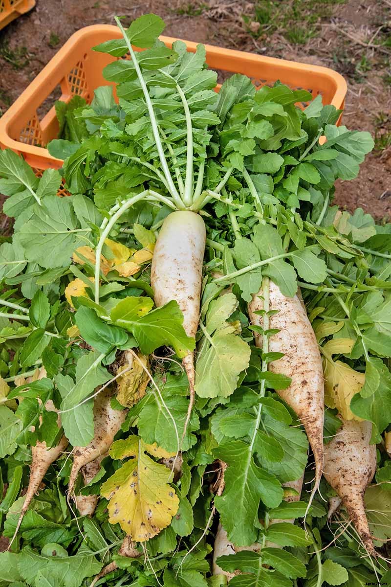 How to Plant and Grow Daikon: Add Some Zing to Your Garden