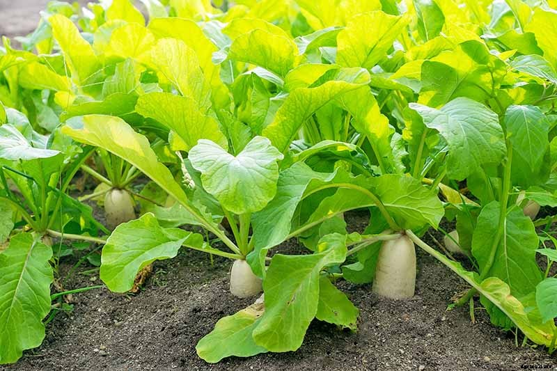How to Plant and Grow Daikon: Add Some Zing to Your Garden