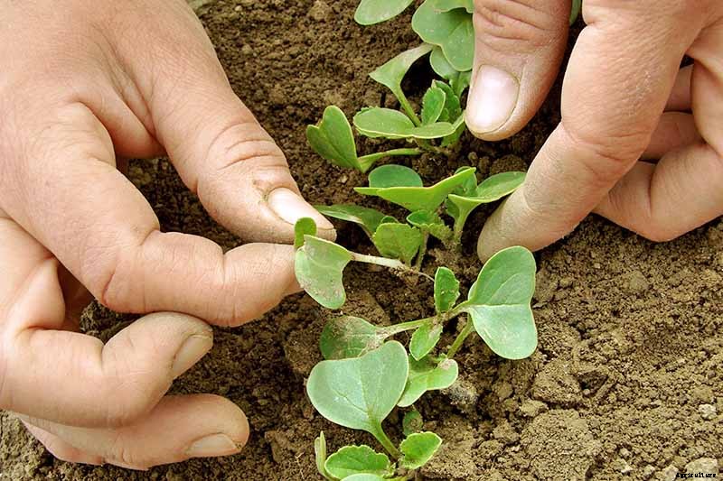 How to Plant and Grow Daikon: Add Some Zing to Your Garden