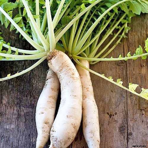 How to Plant and Grow Daikon: Add Some Zing to Your Garden