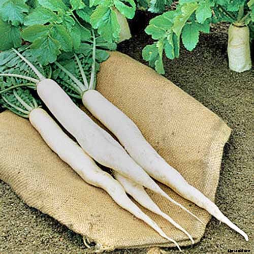 How to Plant and Grow Daikon: Add Some Zing to Your Garden