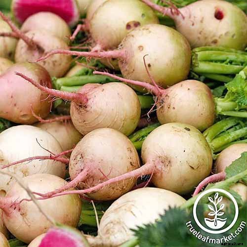 How to Plant and Grow Daikon: Add Some Zing to Your Garden