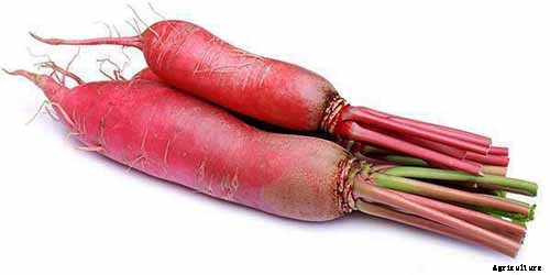 How to Plant and Grow Daikon: Add Some Zing to Your Garden