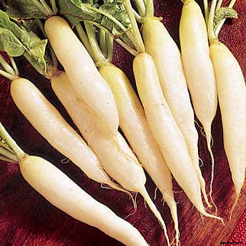How to Plant and Grow Daikon: Add Some Zing to Your Garden