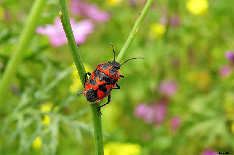 How to Plant and Grow Daikon: Add Some Zing to Your Garden