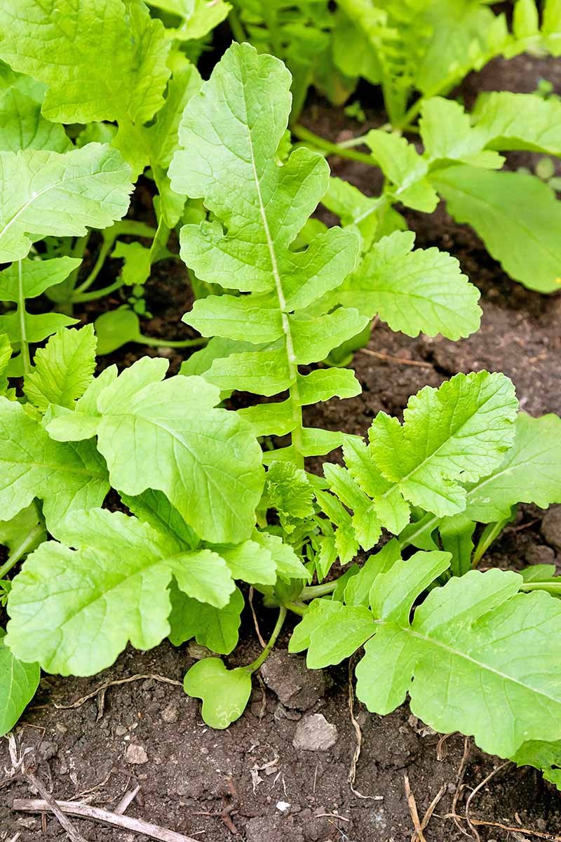 How to Plant and Grow Daikon: Add Some Zing to Your Garden