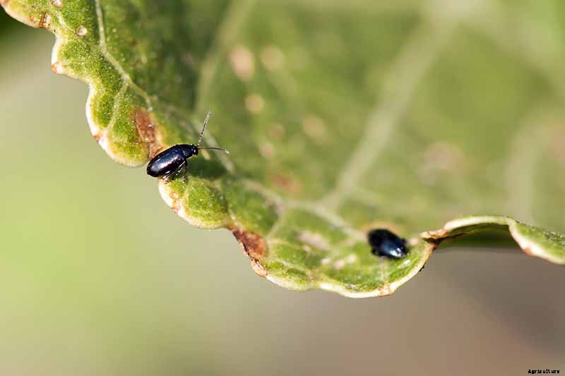 How to Plant and Grow Daikon: Add Some Zing to Your Garden