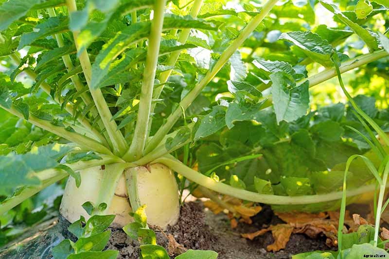 How to Plant and Grow Daikon: Add Some Zing to Your Garden
