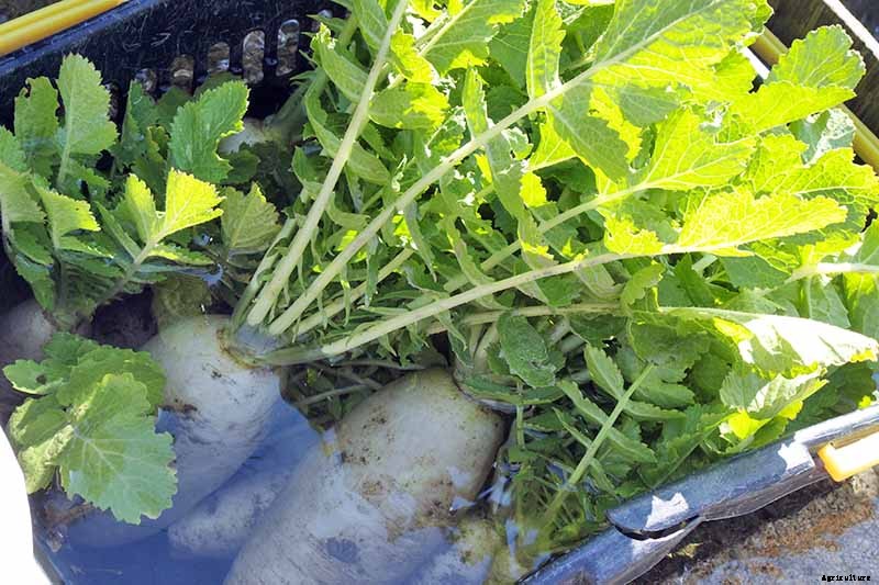 How to Plant and Grow Daikon: Add Some Zing to Your Garden