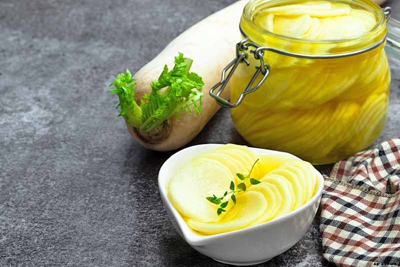 How to Plant and Grow Daikon: Add Some Zing to Your Garden