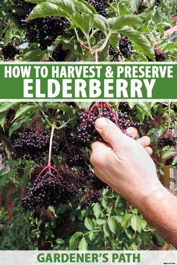 Harvesting and Preserving Elderberry: A Fruit for Food and Medicine