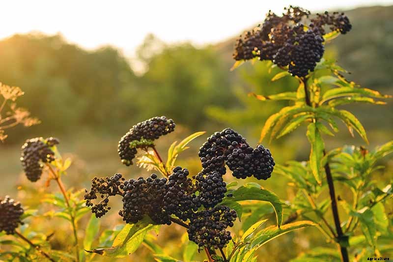 Harvesting and Preserving Elderberry: A Fruit for Food and Medicine