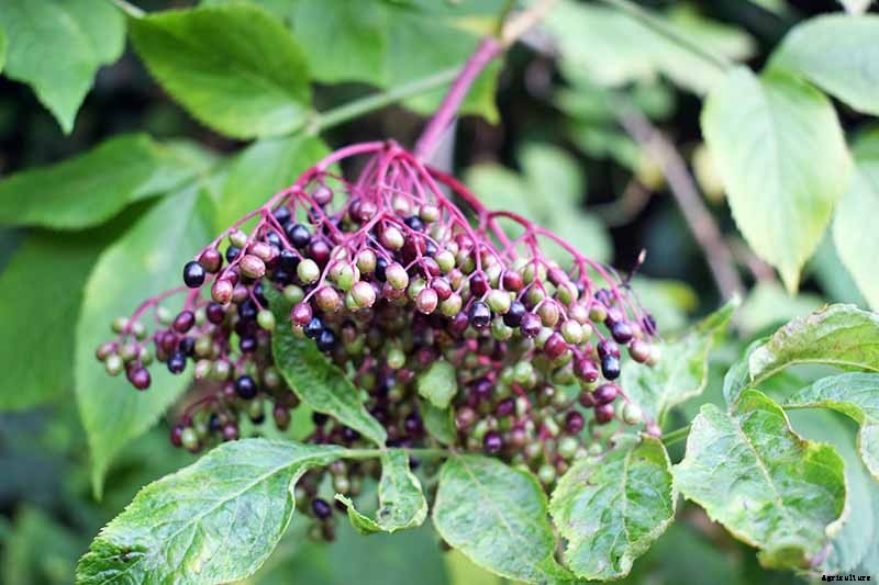 Harvesting and Preserving Elderberry: A Fruit for Food and Medicine