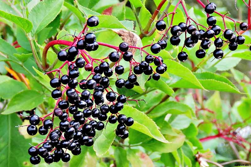 Harvesting and Preserving Elderberry: A Fruit for Food and Medicine
