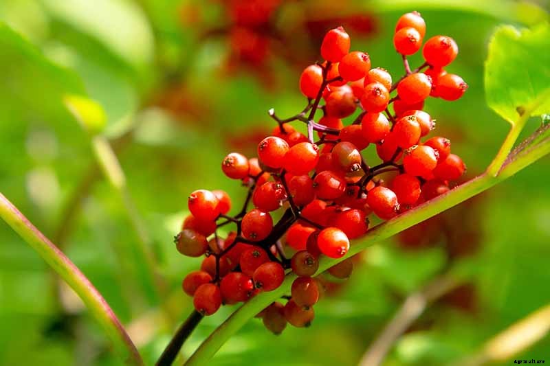 Harvesting and Preserving Elderberry: A Fruit for Food and Medicine
