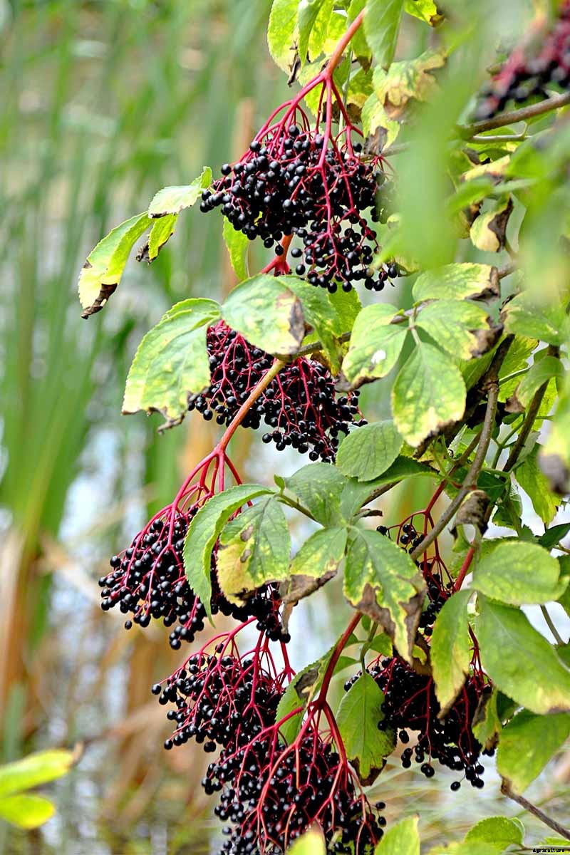 Harvesting and Preserving Elderberry: A Fruit for Food and Medicine