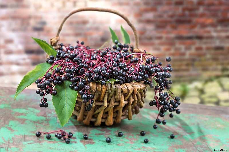 Harvesting and Preserving Elderberry: A Fruit for Food and Medicine