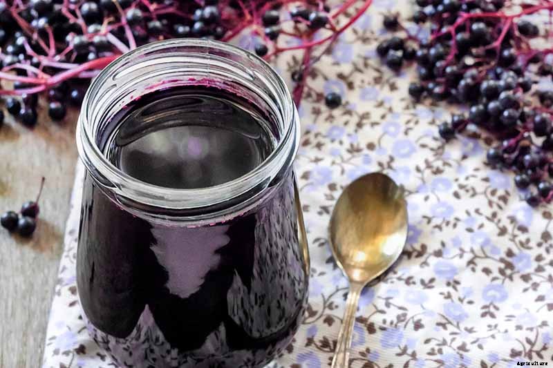Harvesting and Preserving Elderberry: A Fruit for Food and Medicine