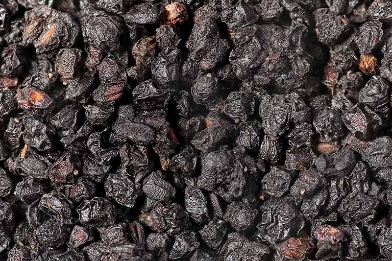 Harvesting and Preserving Elderberry: A Fruit for Food and Medicine