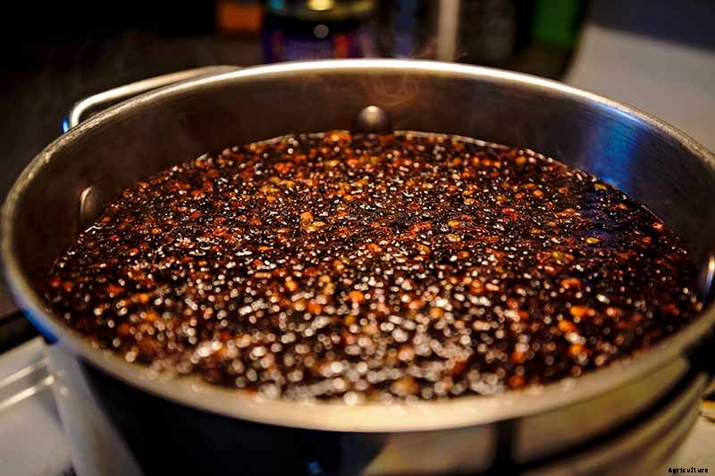 Harvesting and Preserving Elderberry: A Fruit for Food and Medicine