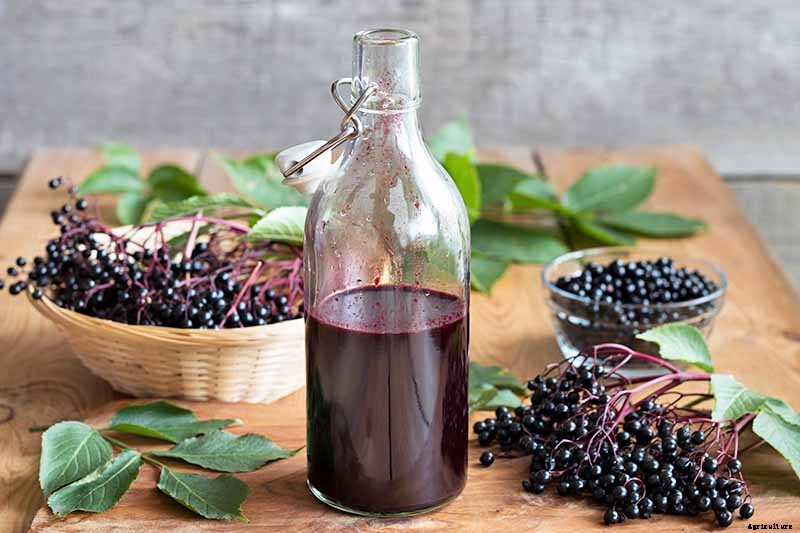 Harvesting and Preserving Elderberry: A Fruit for Food and Medicine