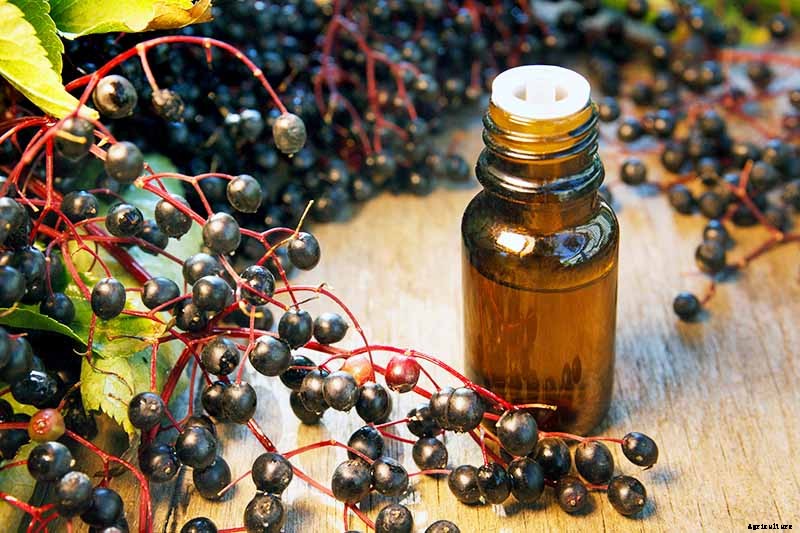 Harvesting and Preserving Elderberry: A Fruit for Food and Medicine