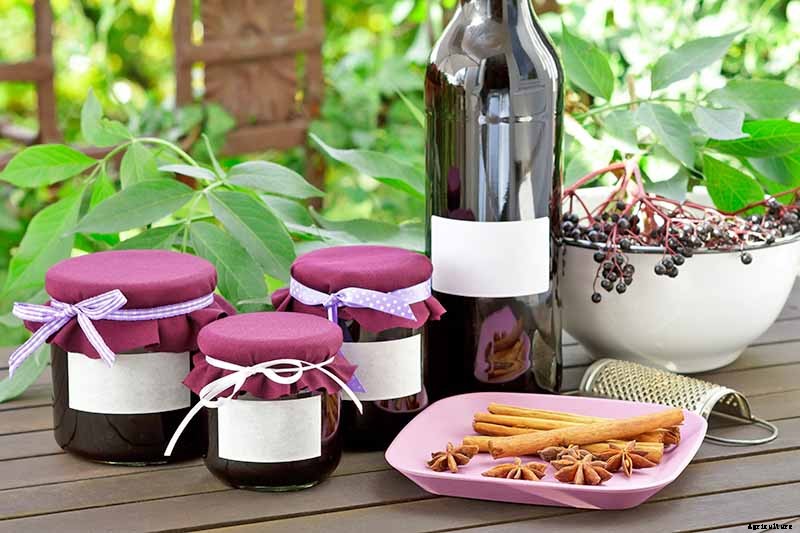 Harvesting and Preserving Elderberry: A Fruit for Food and Medicine