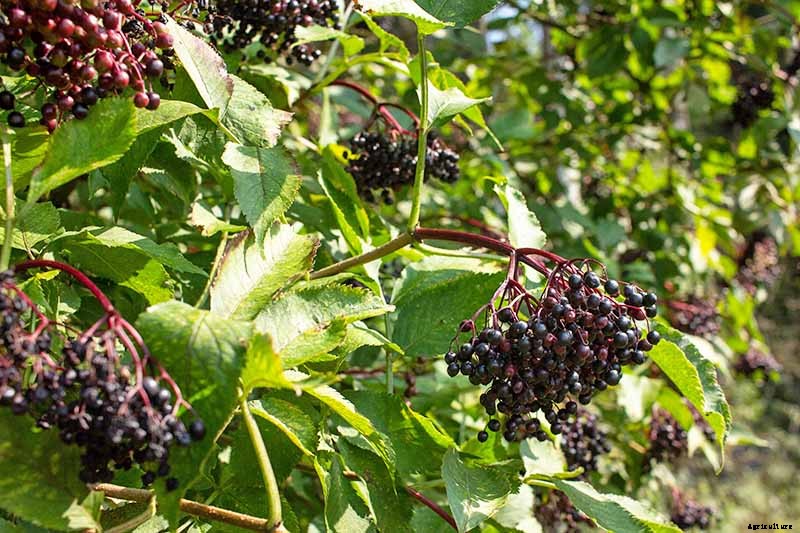 Harvesting and Preserving Elderberry: A Fruit for Food and Medicine