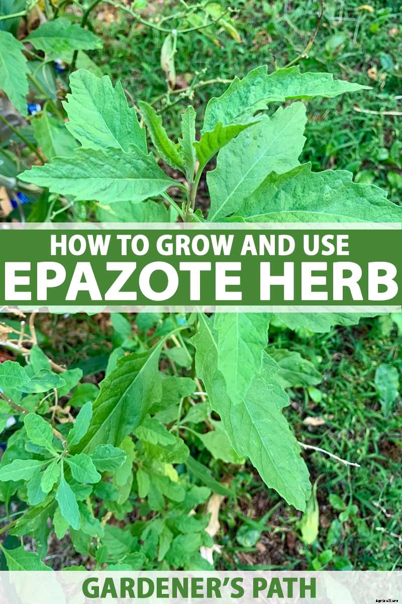 How to Grow and Use Epazote Herb