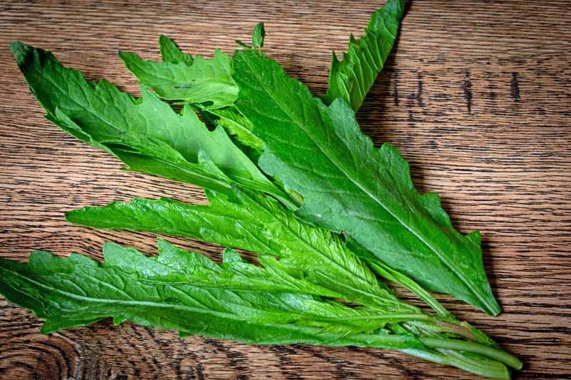 How to Grow and Use Epazote Herb