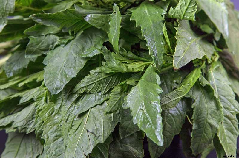 How to Grow and Use Epazote Herb