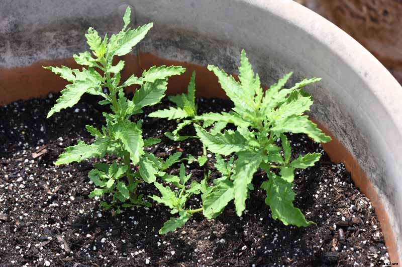 How to Grow and Use Epazote Herb