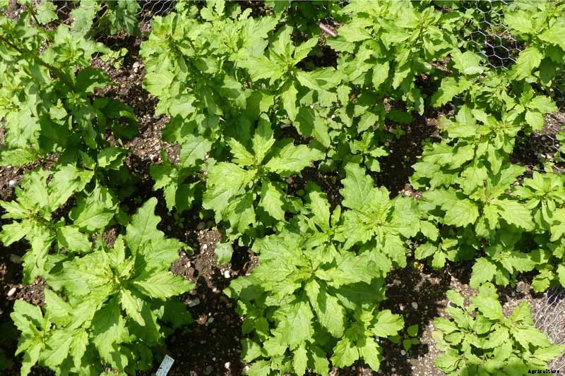 How to Grow and Use Epazote Herb