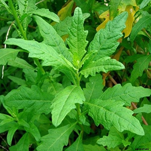 How to Grow and Use Epazote Herb