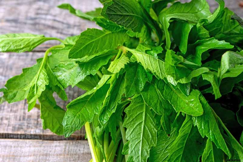 How to Grow and Use Epazote Herb
